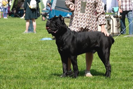 cane corso hond