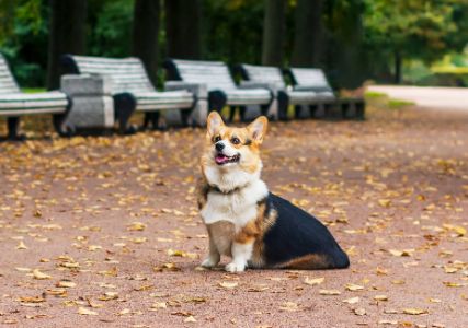 corgi hond