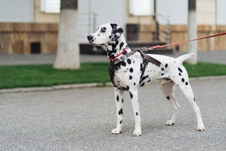 dalmatische hond