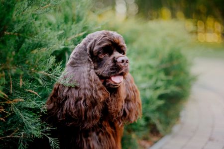 engelse cocker spaniel