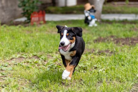 entlebucher sennen