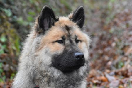 eurasier karakter