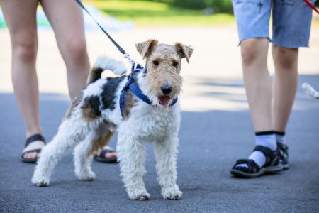 fox terrier karakter