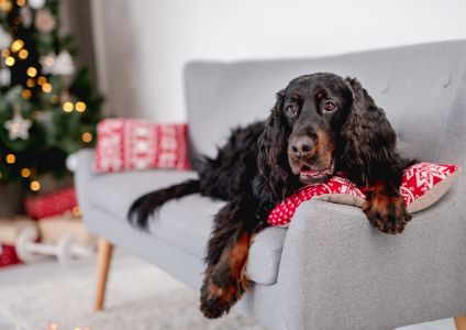 gordon setter