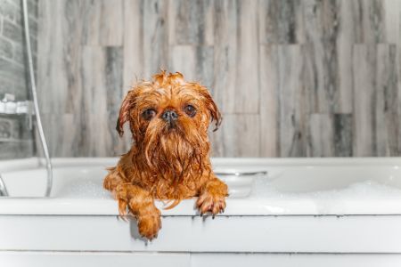 griffon bruxellois hond griffon bruxellois hond