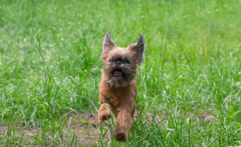 hond brusselse griffon hond brusselse griffon