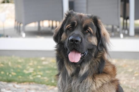 hond leonberger