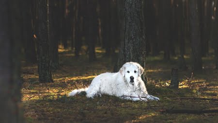 kuvasz hond