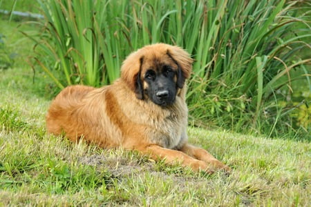 leonberger hond