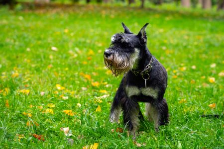 schnauzer dwerg