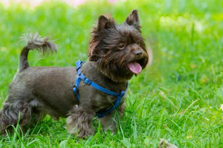 anti trektuigje halti anti trektuigje halti