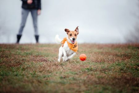 beeztees hondenspeeltje beeztees hondenspeeltje
