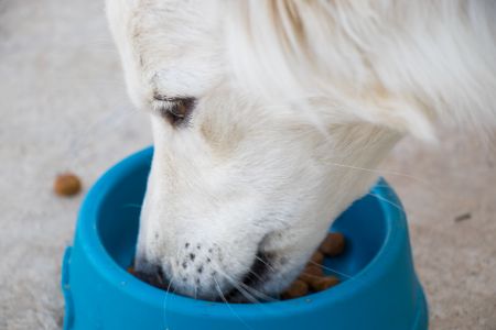 bozita hondenvoeding bozita hondenvoeding