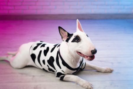 bull terrier honden