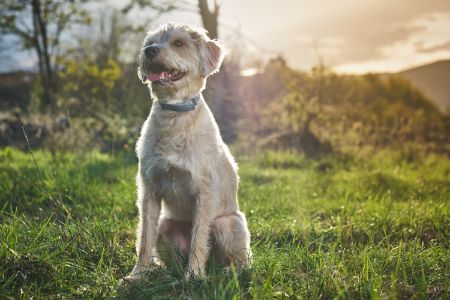 hollandse hondenrassen