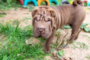 Shar Pei: Ontdek alles over dit ras [foto's]