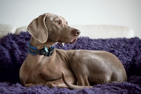 hond weimaraner