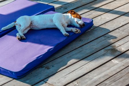 honden ligbed topmast