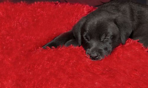 hondenmand rood hondenmand rood