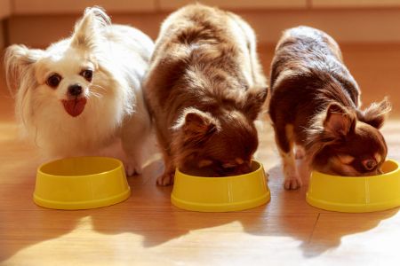 hondenvoer euro premium