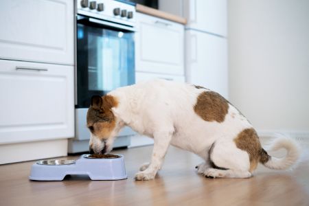 hondenvoer taste of the wild