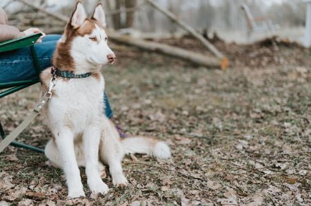 husky hond husky hond