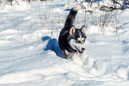 husky husky