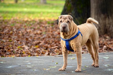 shar pei