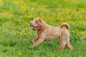Shar Pei: Ontdek alles over dit ras [foto's]