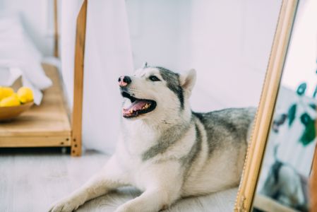 siberische husky siberische husky