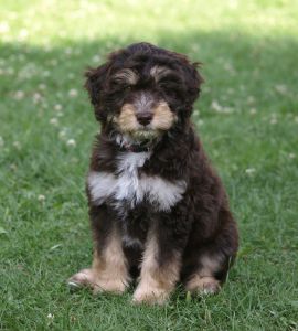 aussiedoodle pup aussiedoodle pup