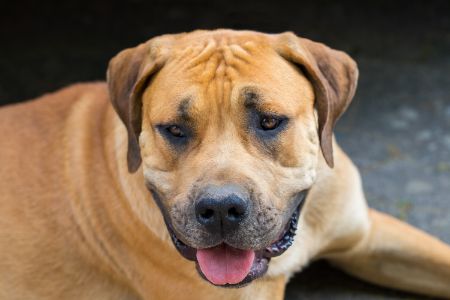 boerboel hond