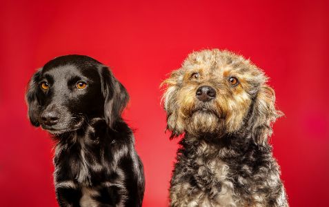 grote hond met krullen grote hond met krullen
