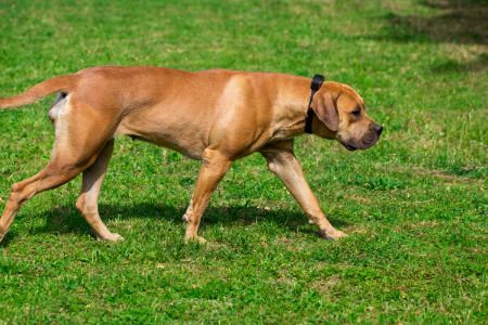 hond boerboel