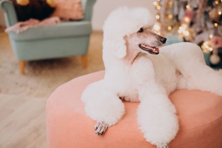hond krullen hond krullen