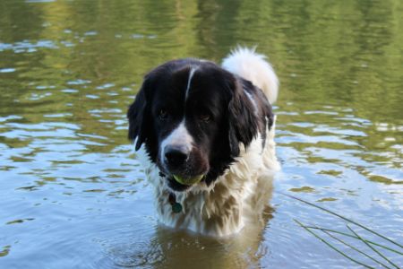 hond landseer