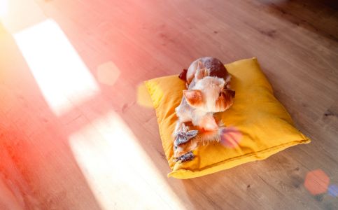 honden kussen oranje