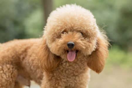 kleine hond met krullen kleine hond met krullen