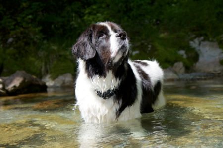 landseer hond