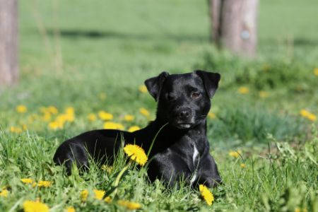 patterdale hond