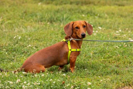 trixie tuigje hond trixie tuigje hond