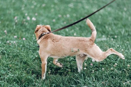 beige honden riem beige honden riem