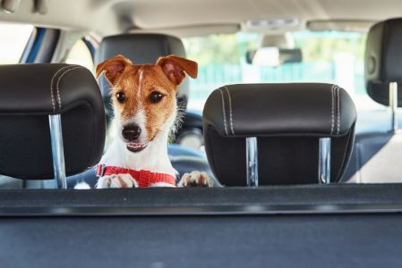 doglemi autostoel hond doglemi autostoel hond