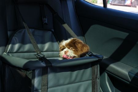 honden autostoel doglemi honden autostoel doglemi