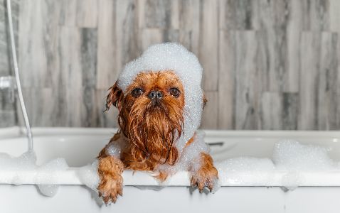 honden shampoo Beaphar