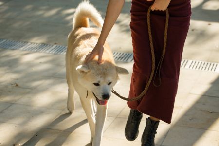 hondenriem beige hondenriem beige