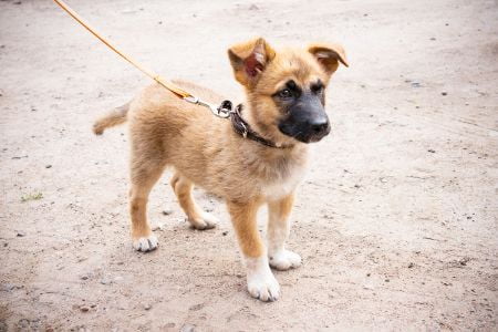 riem hond beige riem hond beige