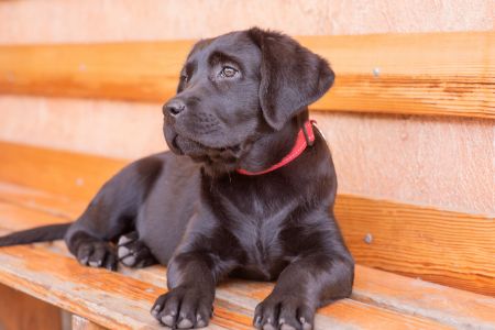 rogz halsband hond rogz halsband hond