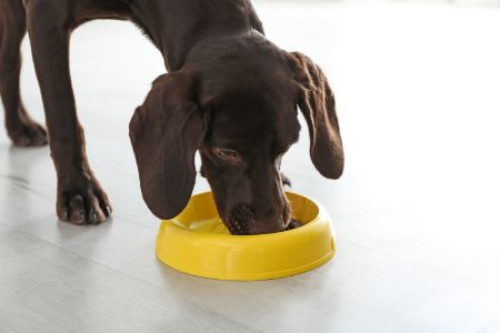 voerbak hond district 70