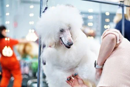 Groom Professional Baby Fresh Honden Parfum - Met kamille & aloë vera